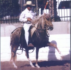 APACHE GOLDEN GELDING_244x240