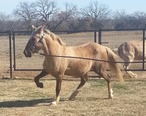 CHINITO at HALTER2