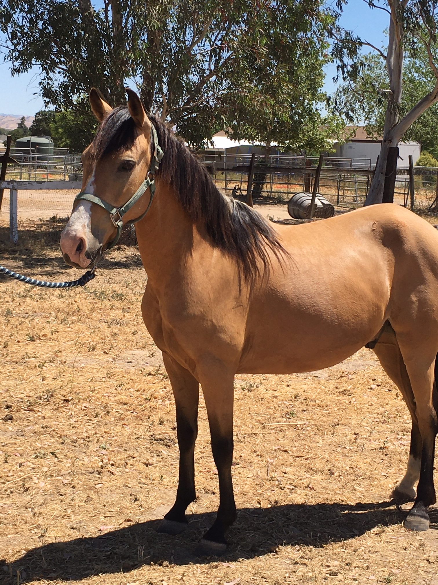 Horses For Sale – Rancho De Las Brisas